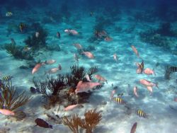 Grand Cayman Island Olympus 5050 with PT-015 housing natu... by Steven Pahel 